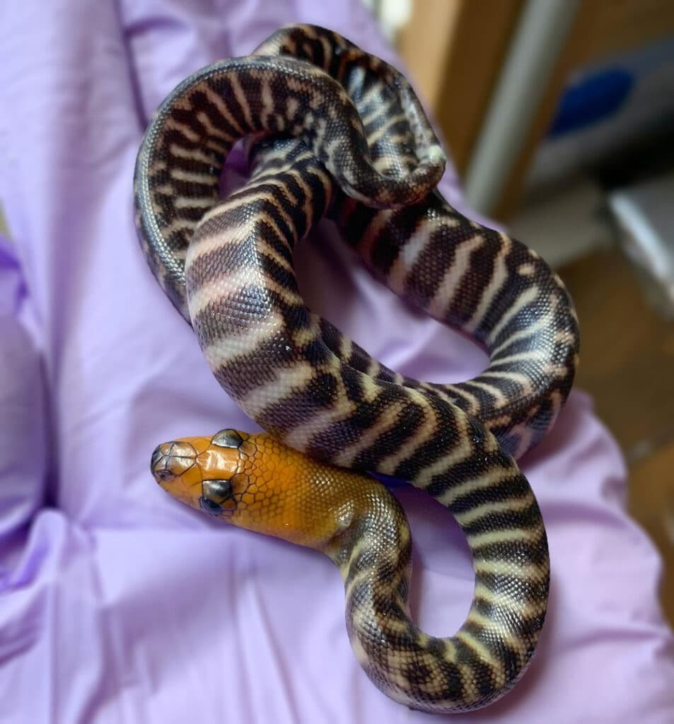 Zion Hill Exotics: Woma Python Recent Clutch